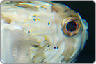 Tail-less Porcupine Pufferfish